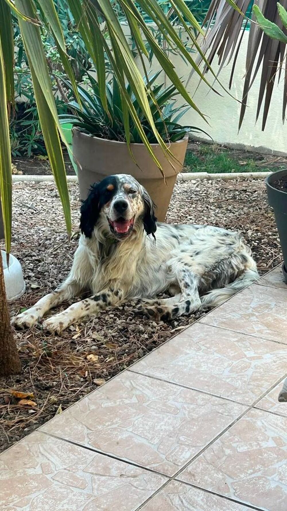   Chien TONNERRE à l adoption 