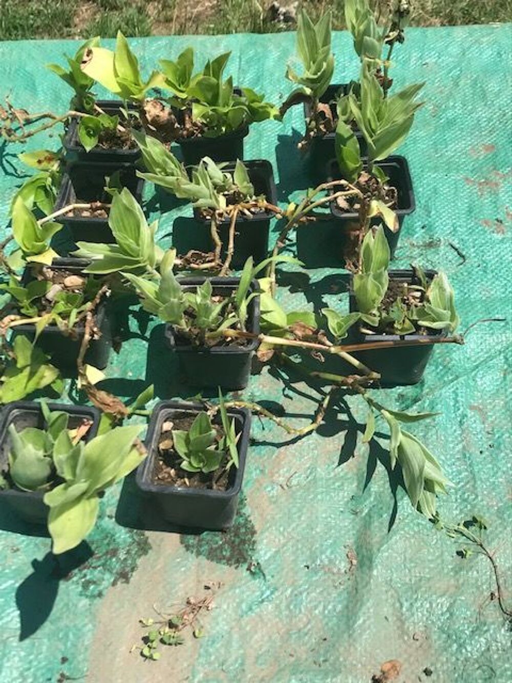 Lot de 11 pieds de mis&egrave;re Jardin