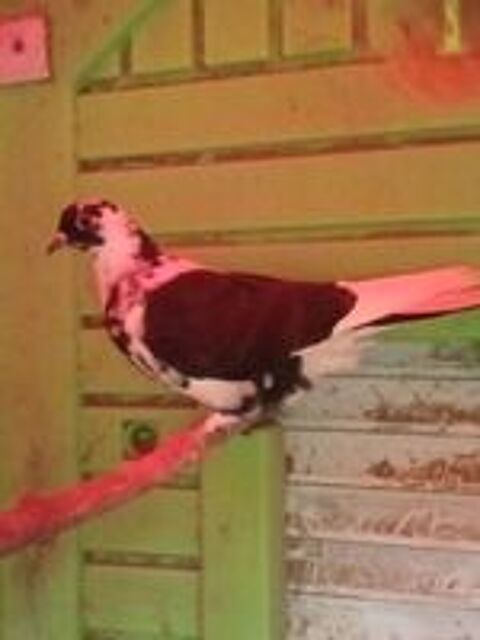   Pigeon Pakistan  