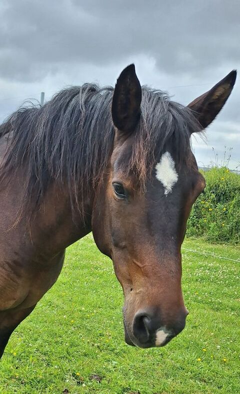 Bel hongre demi sang arabe ONC 15 ans 850 29200 Brest