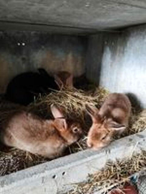   Lapins satin pur race 