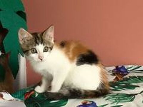   Chatons à adopter 