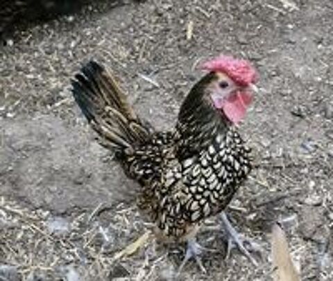   des petits coqs et poules naines 