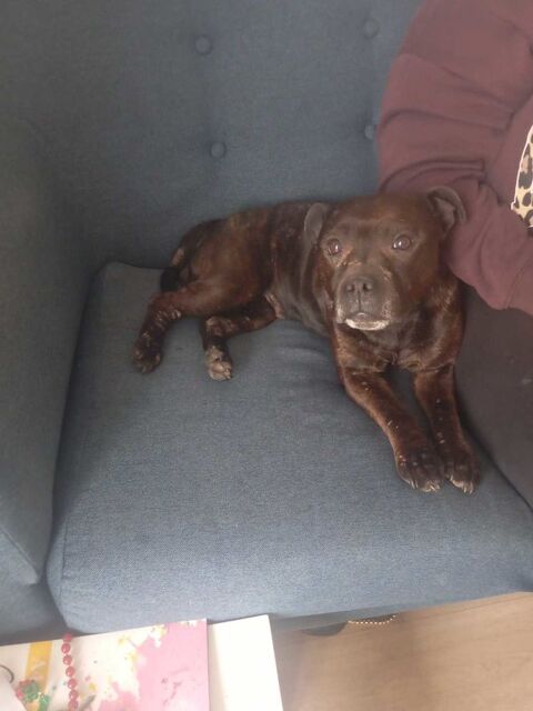 chienne staffie 0 76000 Rouen