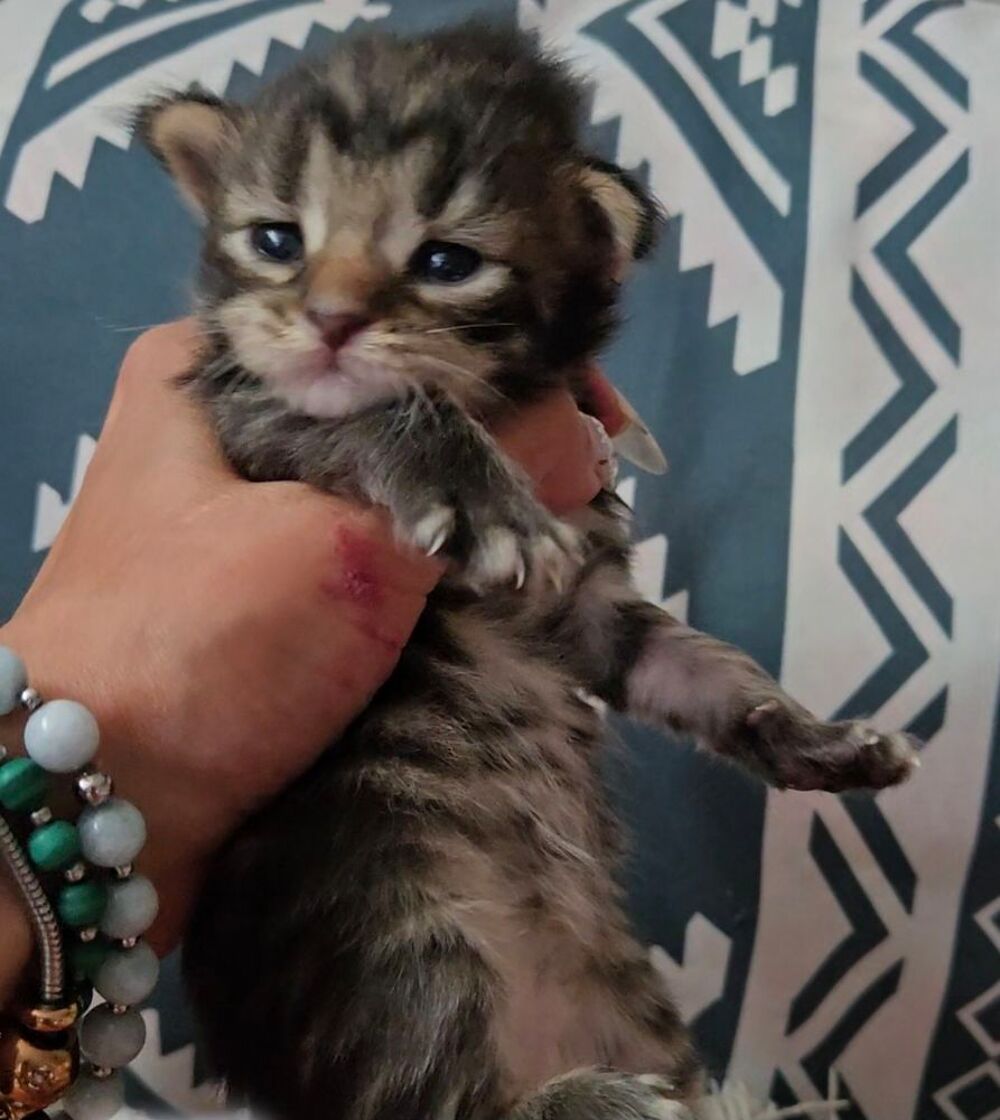   Sublime Maine Coon Fifille BROWN TABBY 