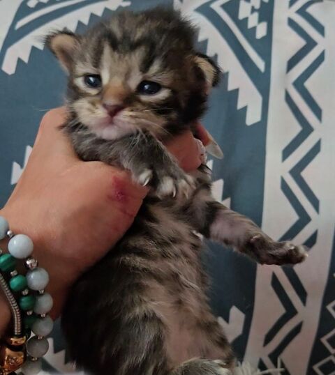 Sublime Maine Coon Fifille BROWN TABBY 1600 77300 Fontainebleau