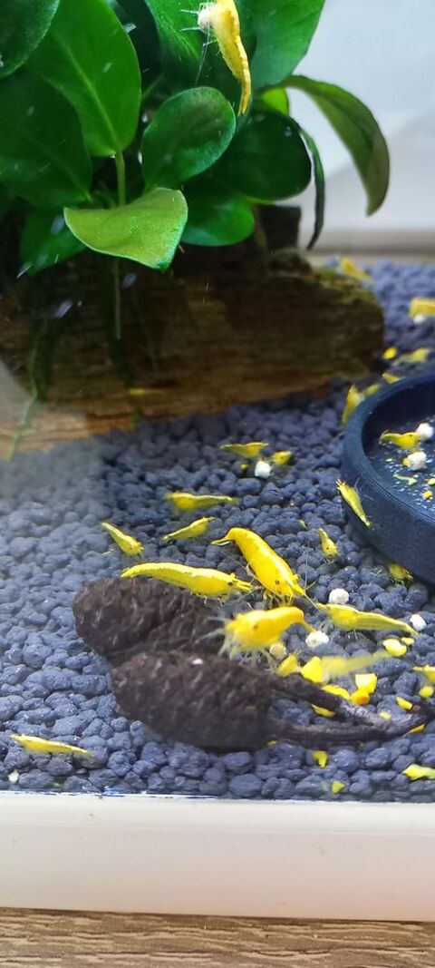 Crevette yellow néon vivant en eau du robinet 3 37270 Athe-sur-cher