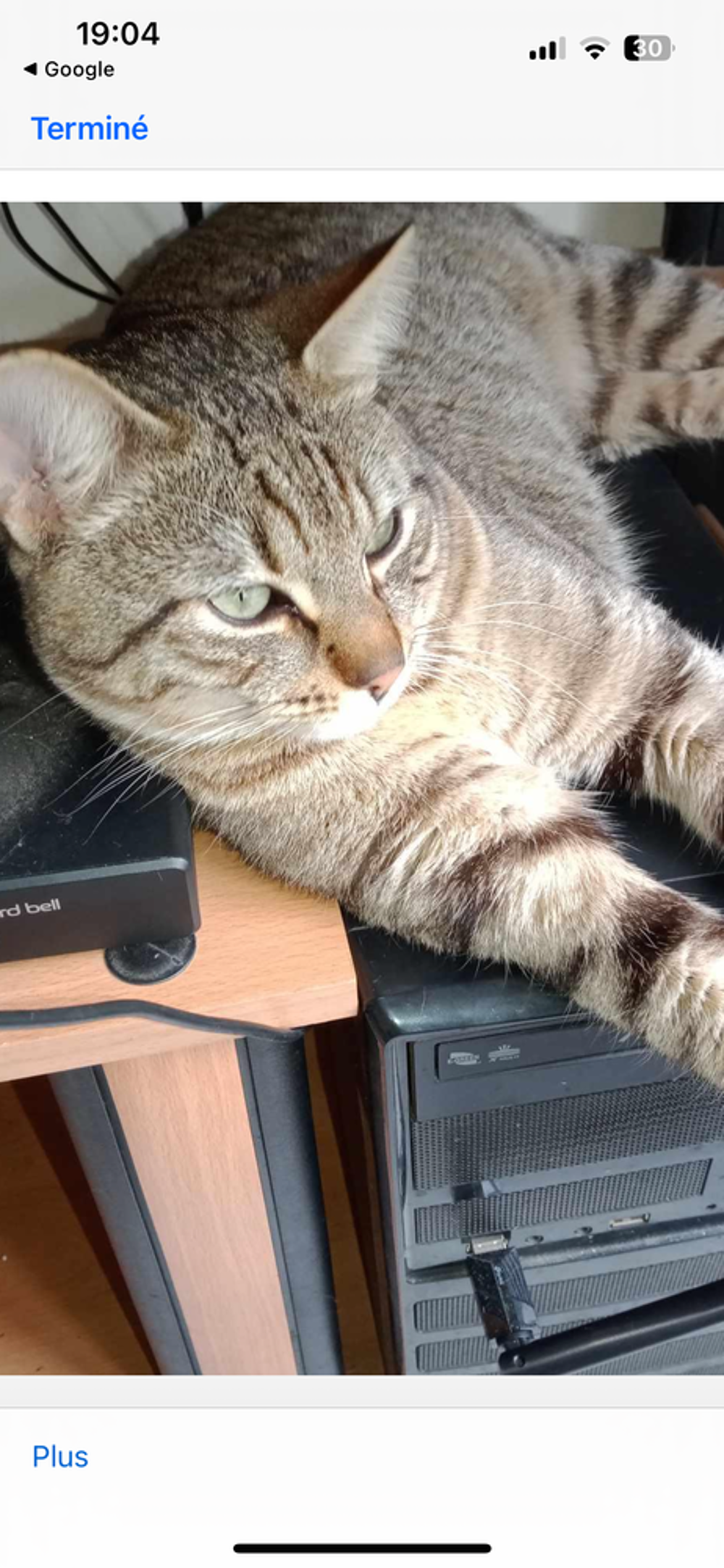   chat � l'adoption 