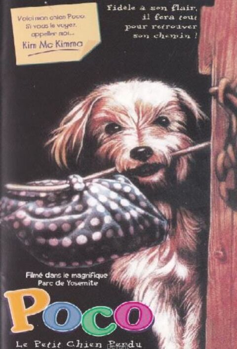 POCO CHIEN PERDU 0 Rosendael (59)