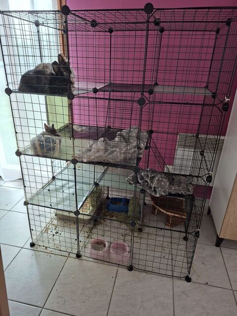 3 lapines femelle 50 77160 Chenoise