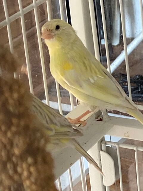 Canaris 15 95330 Domont