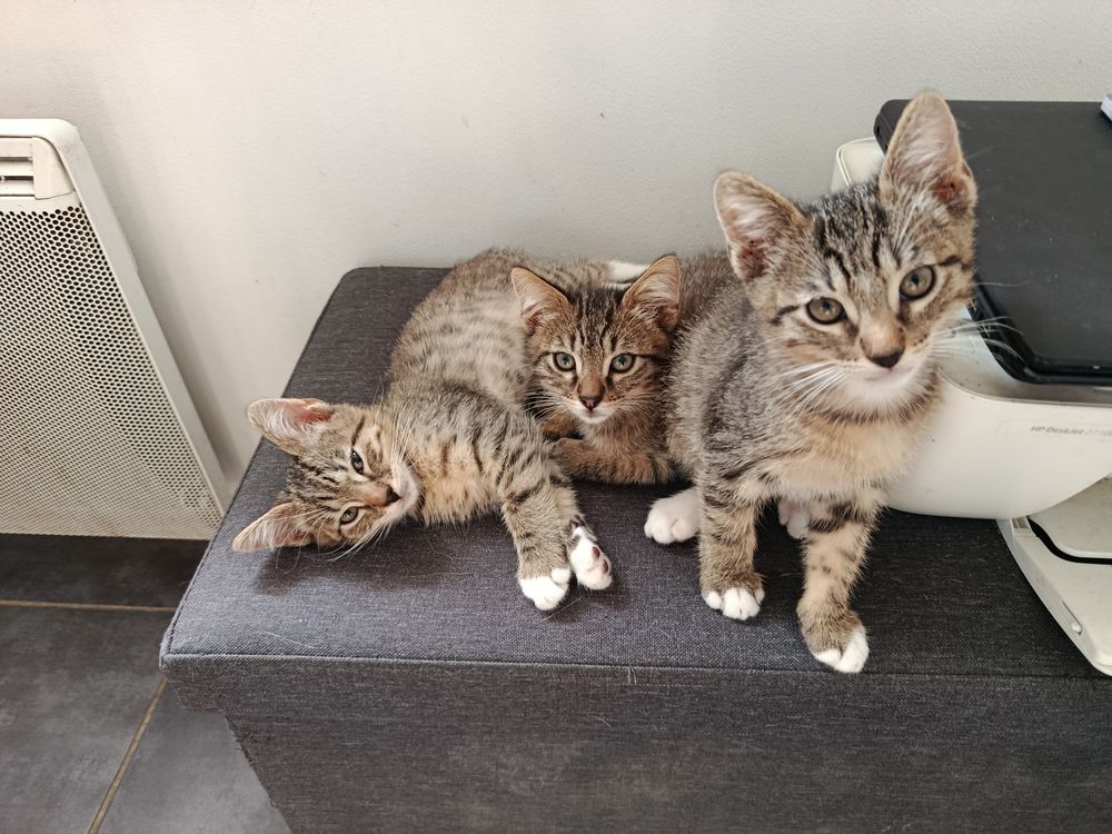   Adorable chatons mâle  