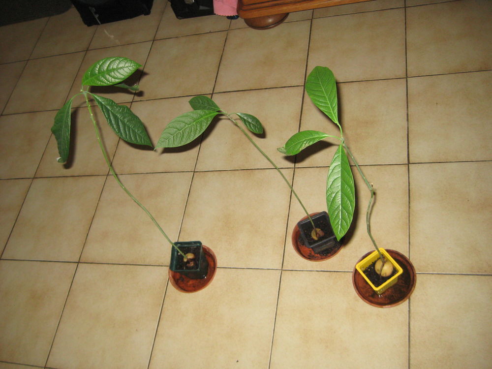 AVOCATIER Jardin