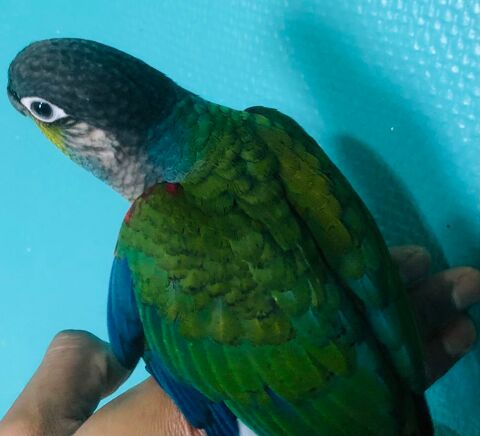 ConureEAM 240 95190 Goussainville