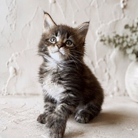 Chaton Maine Coon femelle polydactyle 1400 13400 Aubagne
