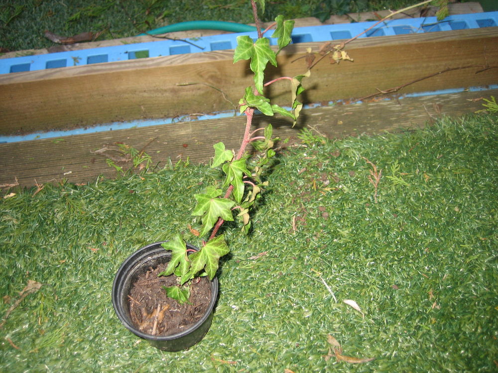 joli lierre grimpant Jardin