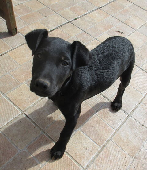 Foxy est &agrave; l'adoption! 0 34000 Montpellier
