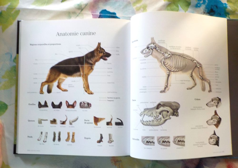 CHIENS DE BERGER Les chiens La grande encyclop&eacute;die visuelle Livres et BD