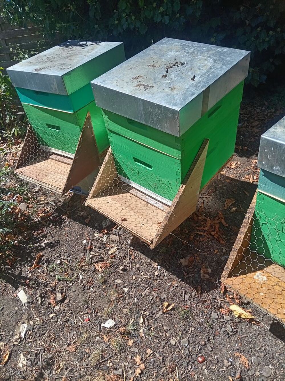   Abeilles  