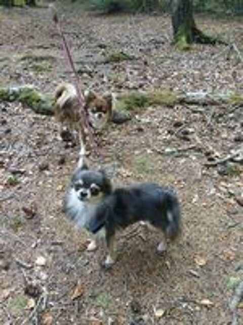   Mâle Chihuahua LOF de 3 ans, couleur bleu tan 