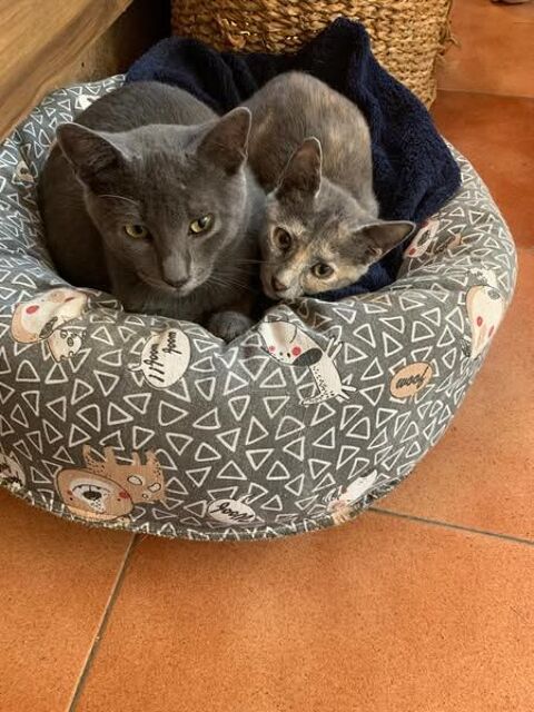 BLUK et MONI 95610 ragny