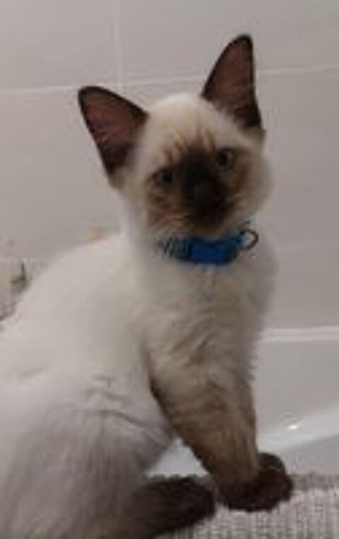   Chatons Ragdoll mâles disponibles à la réservation. 