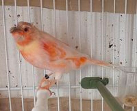   Mal canari chanteur  