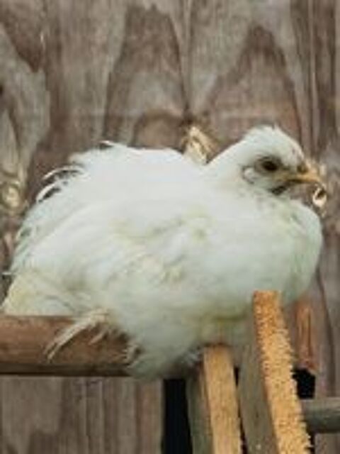   Donne coq bantam Pékin croisé soie blanc 