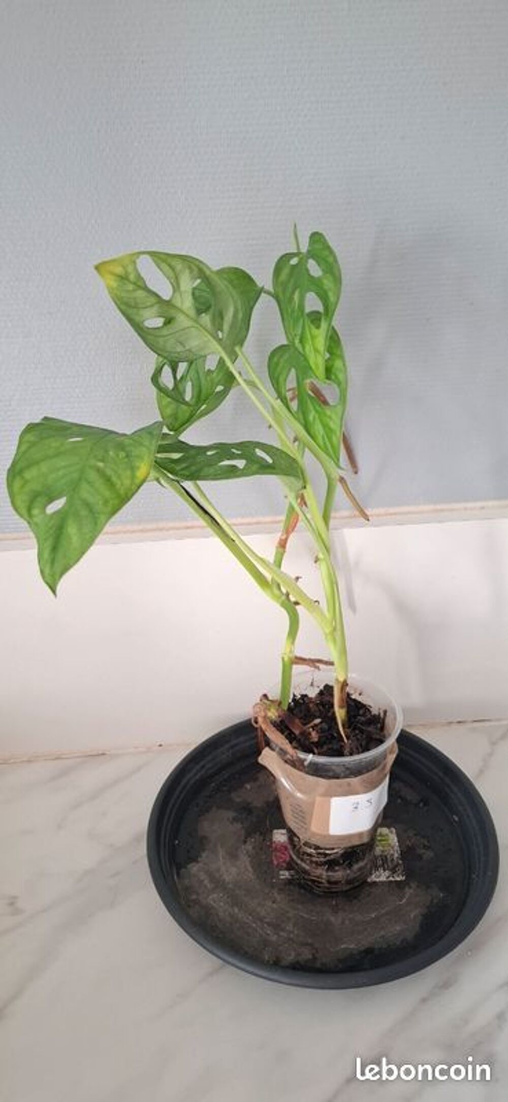 Monstera adansonii bouture 35 Décoration