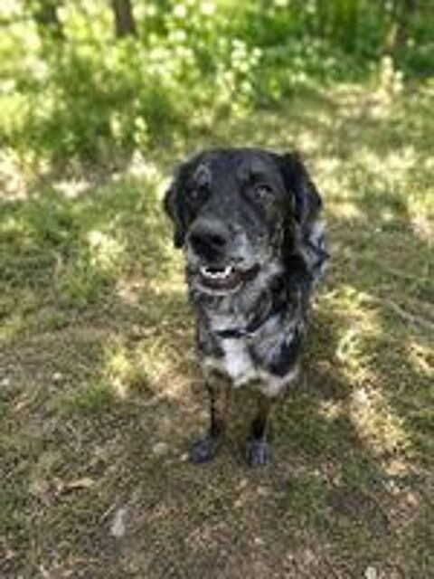   Neko, jeune chien actif à adopter 