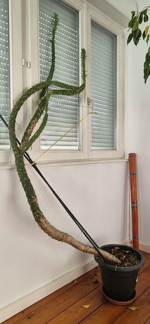 cactus � la forme extraordinaire 0 Illkirch-Graffenstaden (67)