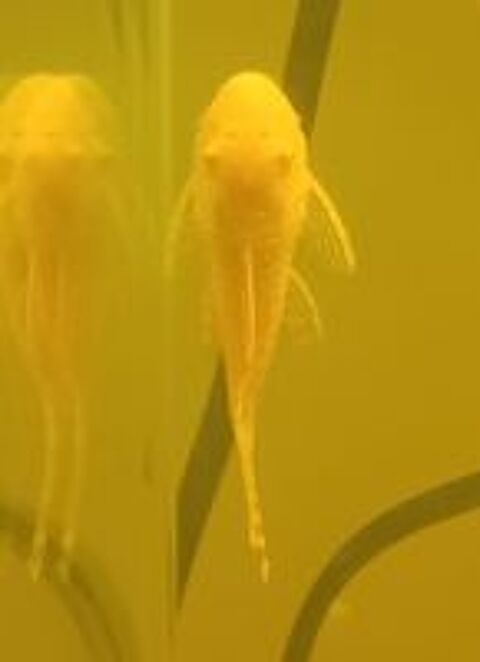   Ancistrus gold Albinos  