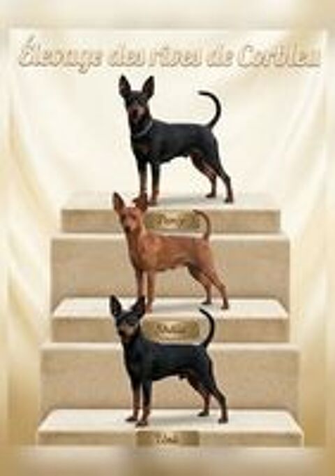   Pinscher Nain a la réservation  