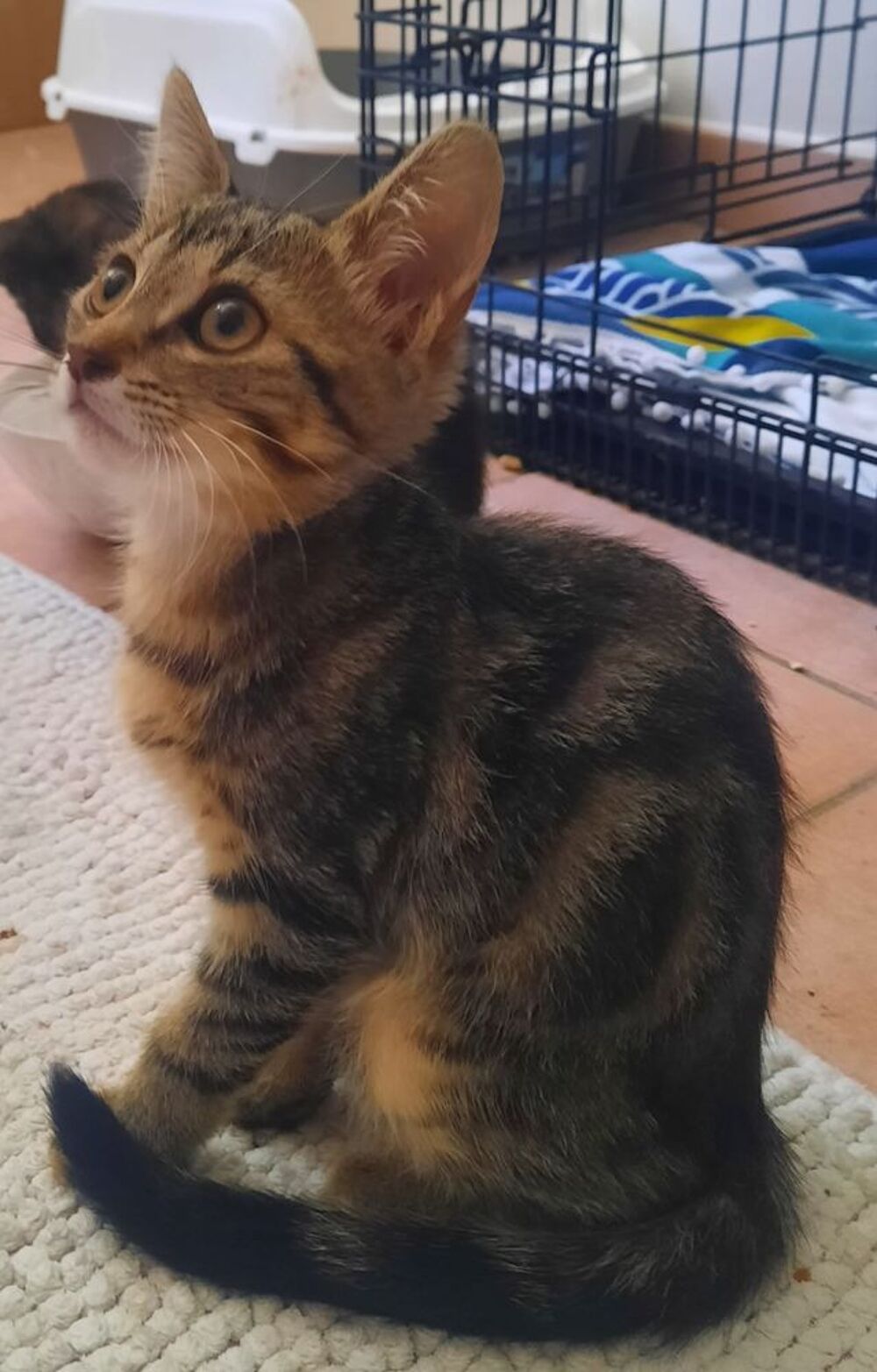   CHIPOU  
