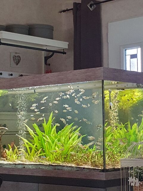Poissons d'aquarium 0 54110 Rmrville