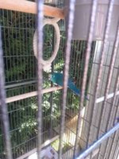   Kakarikis Bleu  