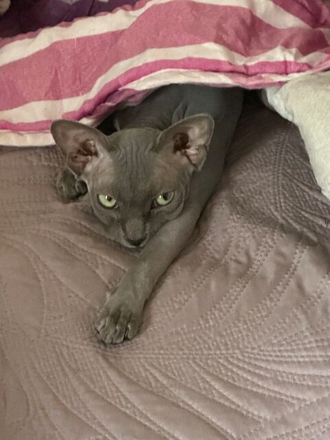 Sphinx  1400 38240 Meylan