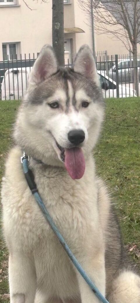 C&egrave;de Husky male sterilise 0 91160 Saulx-les-chartreux