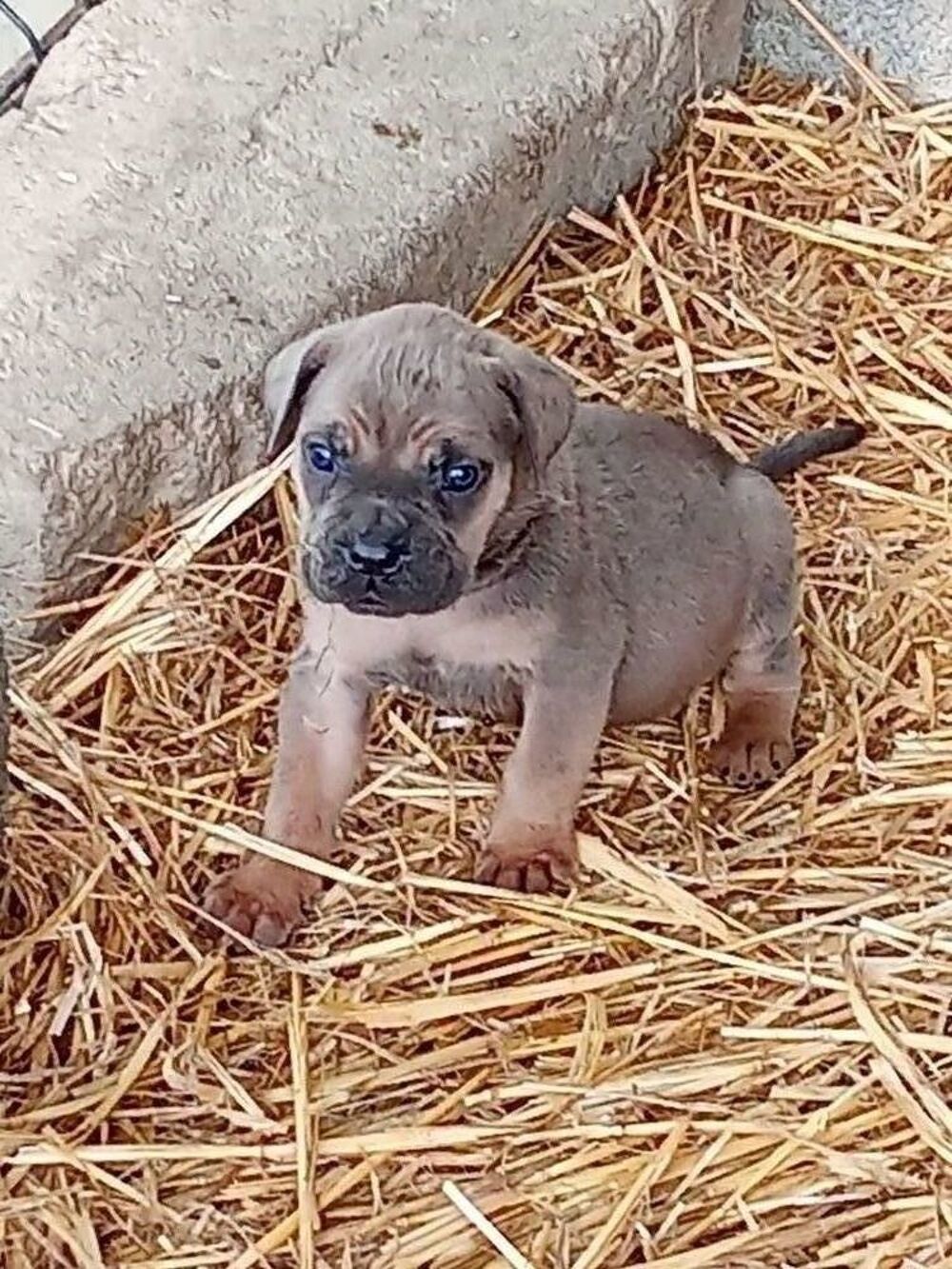    9 bébés cane corso il y a 5 males et 4 femelles 