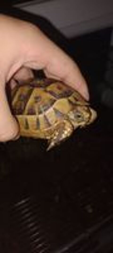   Tortue  