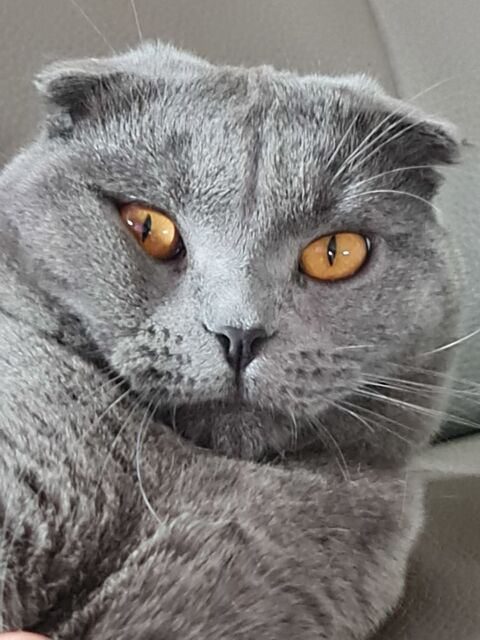 CHAT male POUR SAIL    400 euro Tel..0604181844 400 26260 Saint-donat-sur-l'herbasse