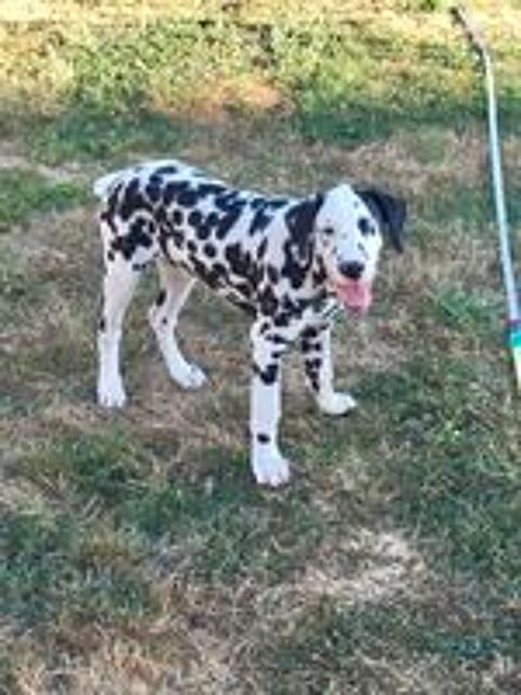   Chiots mâles de race DALMATIEN. 
