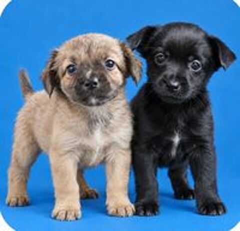   Chiots type chihuahua  màles 