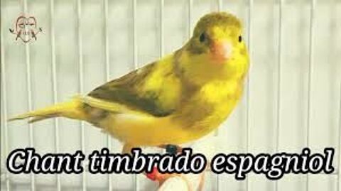 Canaris timbrado 70 33240 Saint-andr�-de-cubzac