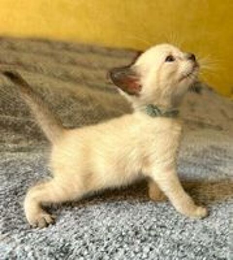   Chaton siamois Thaï M et F 