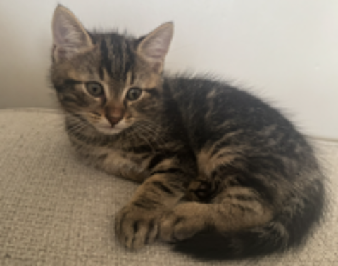   Chaton male 3 mois 