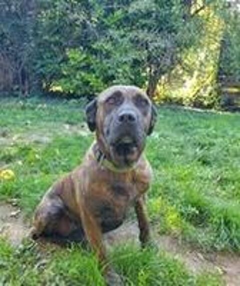   Chien RUBY � l adoption 