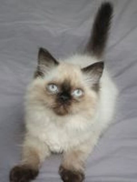   Chatons type persan colourpoint non Loof 