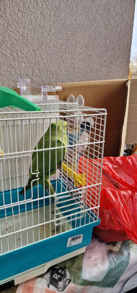 Perruche 60 91940 Les ulis