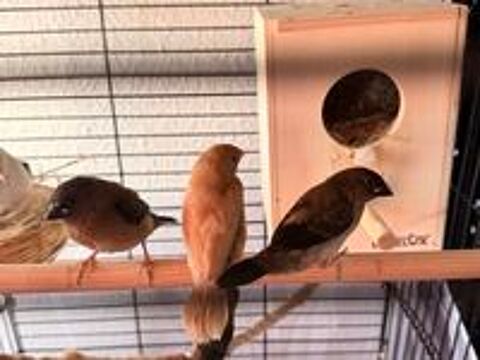   Moineau de Japon  